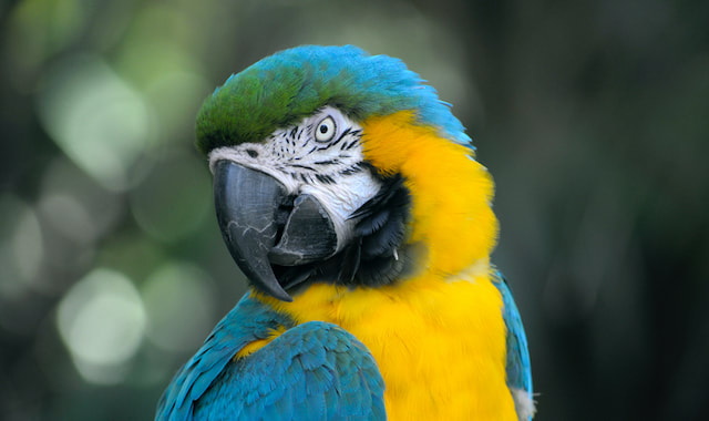 Blue and yellow macaw parrot